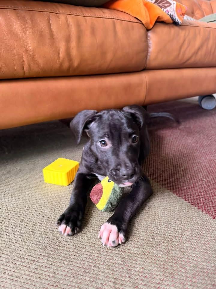 Hocus, Adoptable, Puppy Female Labrador Retriever & Terrier.