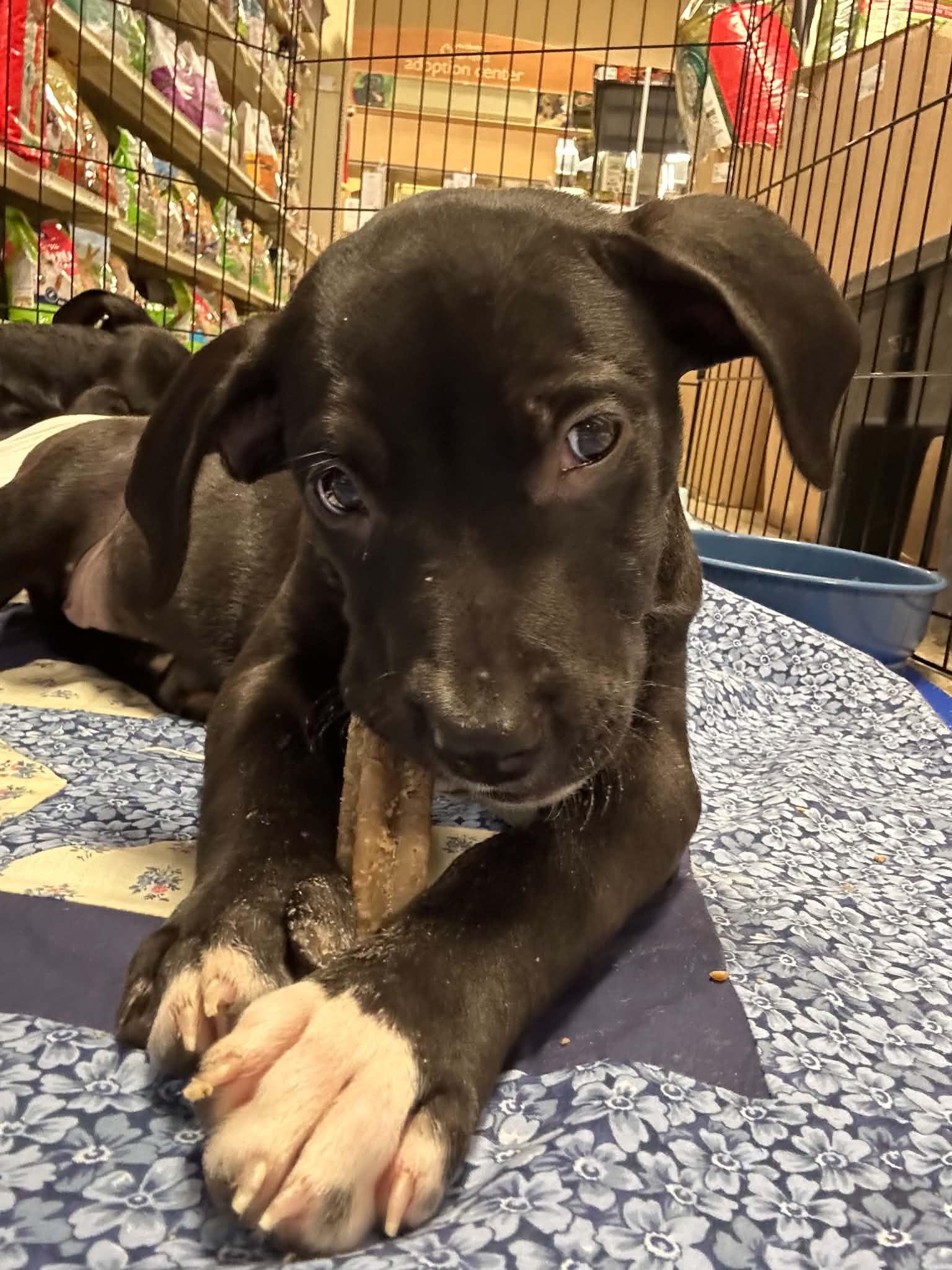 Enlarge Hocus, a Adoptable mixed breed in Berlin, NJ image 2/3