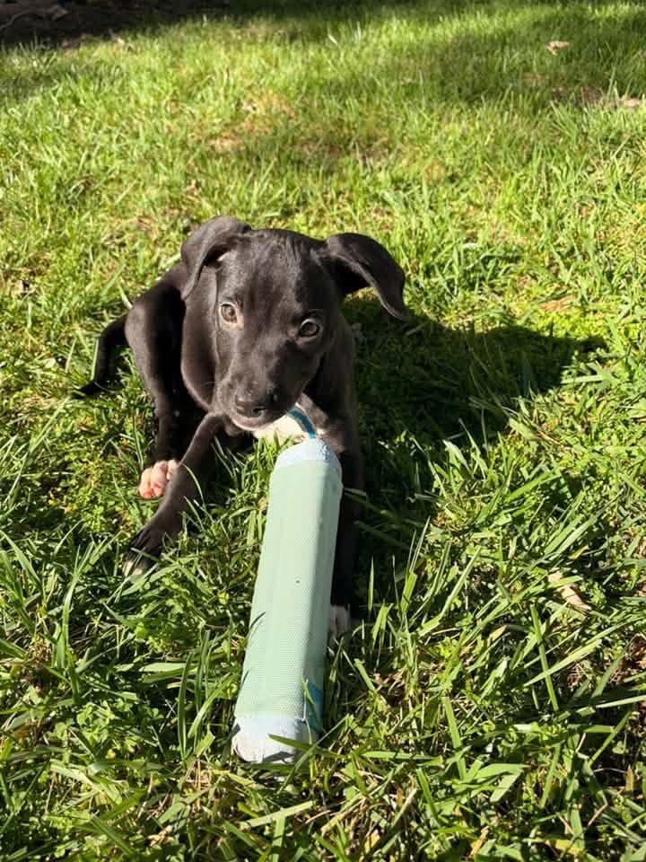 Enlarge Hocus, a Adoptable mixed breed in Berlin, NJ image 3/3