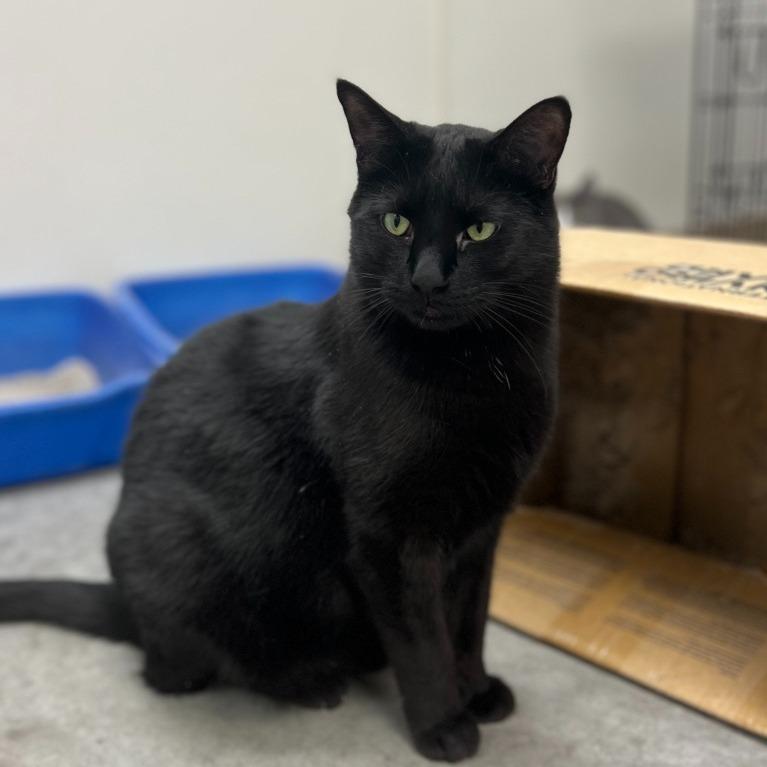 Enlarge Coale, a Adoptable Domestic Short Hair in Geneseo, IL image 1/1