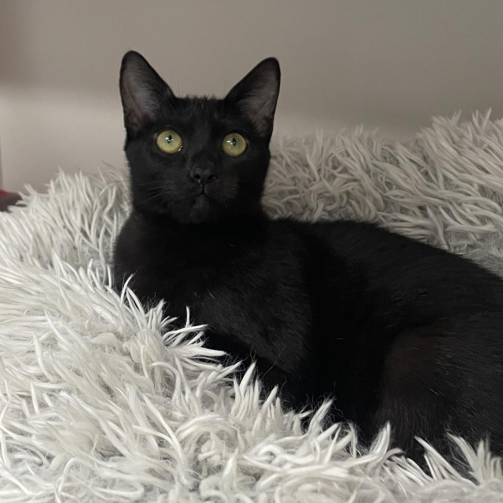 Lexi, Adoptable, Adult Female Domestic Short Hair.