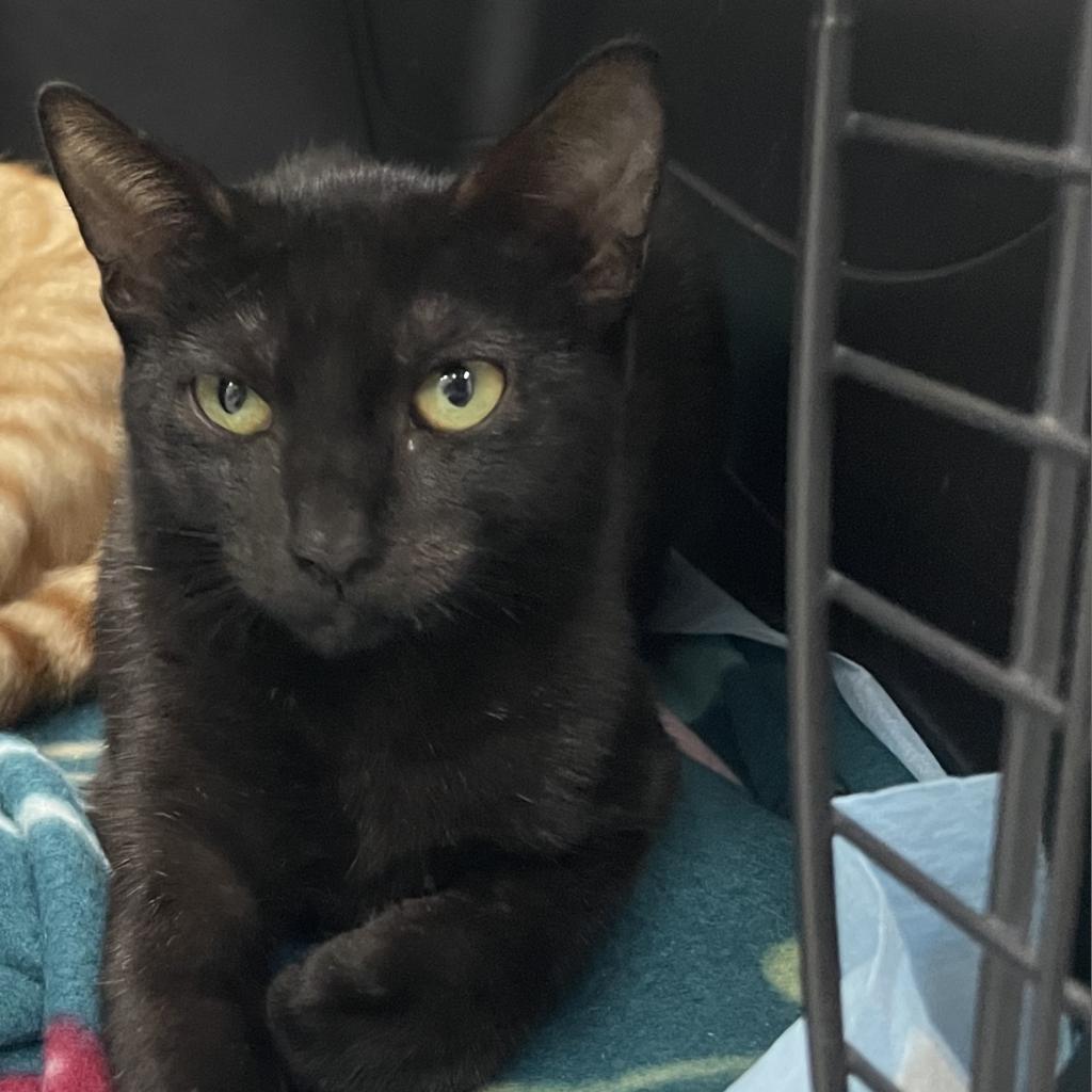 Enlarge Lexi, a Adoptable Domestic Short Hair in Jupiter, FL image 2/4