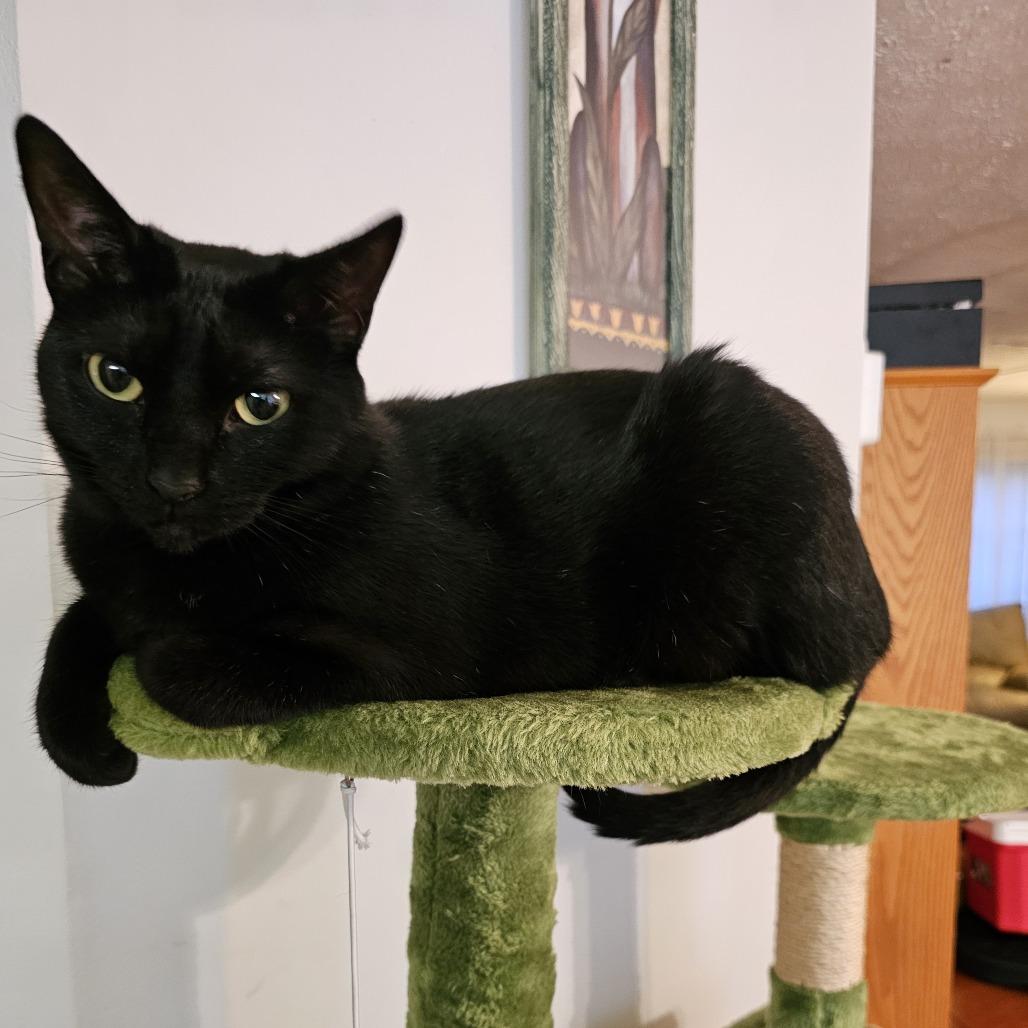 Enlarge Lexi, a Adoptable Domestic Short Hair in Jupiter, FL image 3/4