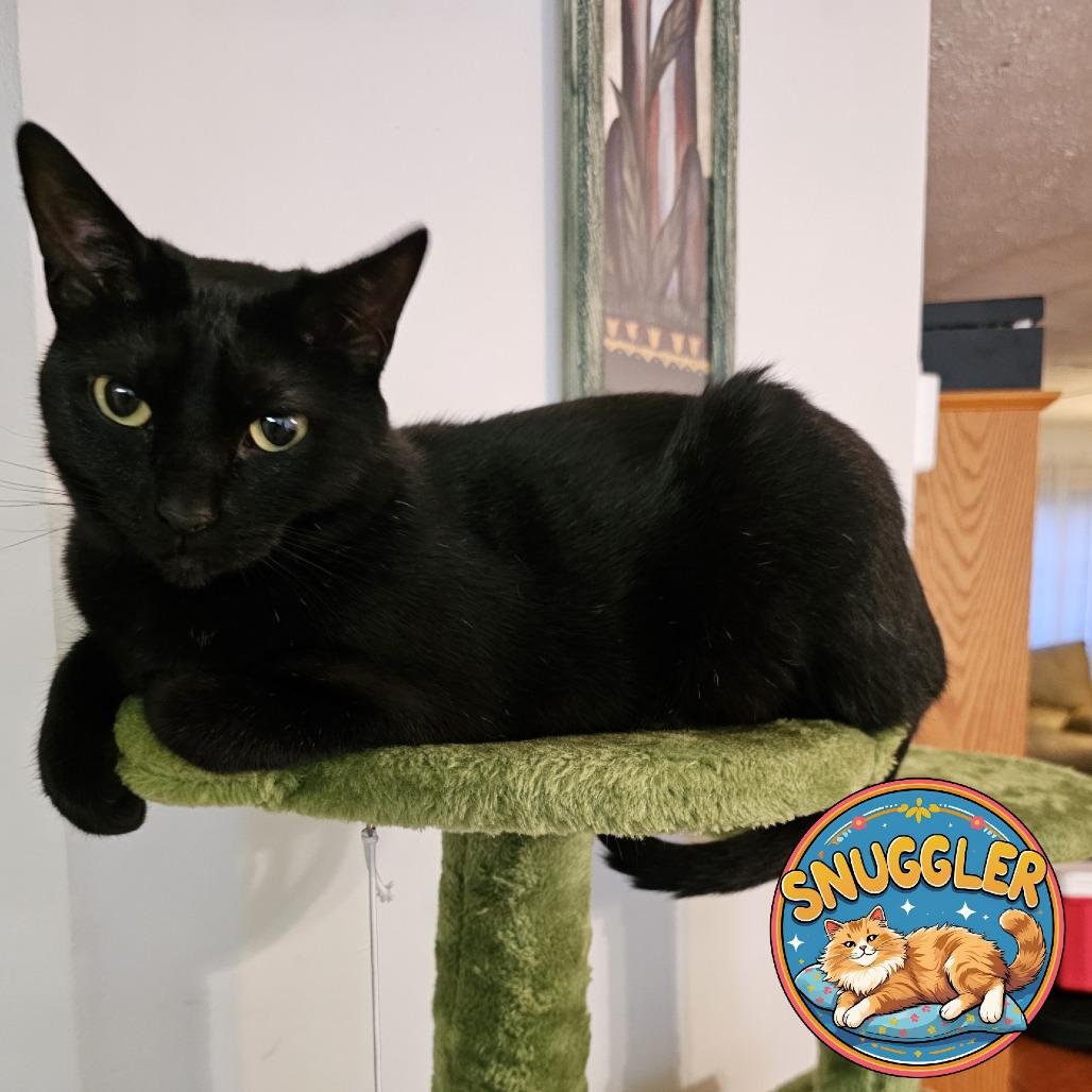 Enlarge Lexi, a Adoptable Domestic Short Hair in Jupiter, FL image 4/4