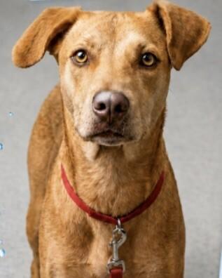 Chorizo, ADOPTABLE, Young • Male, English Foxhound & Mixed Breed.