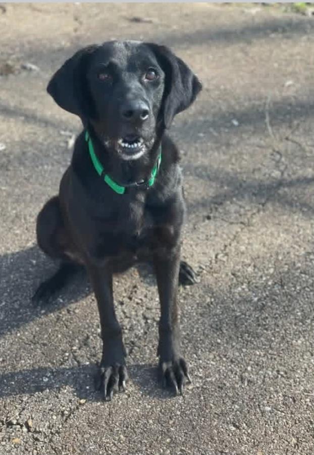 Millie, adopted, Adult Female Black Labrador Retriever.