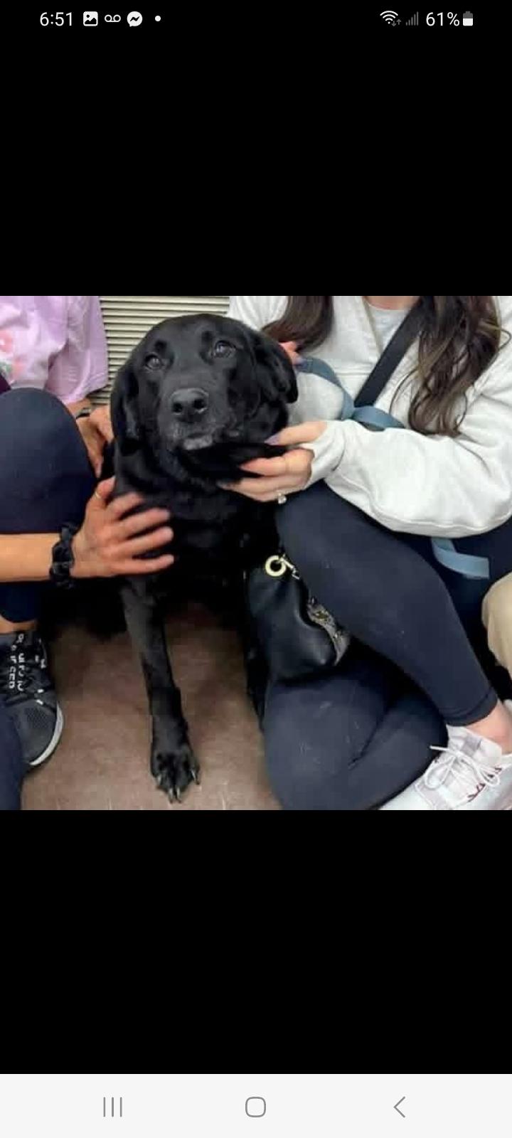 Millie, an adopted Black Labrador Retriever in New Portland, ME image 2/2