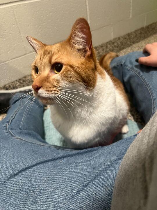 Enlarge Mimosa, a ADOPTABLE Domestic Short Hair in Jackson, MI image 5/6