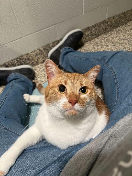 Enlarge Mimosa, a ADOPTABLE Domestic Short Hair in Jackson, MI image 6/6