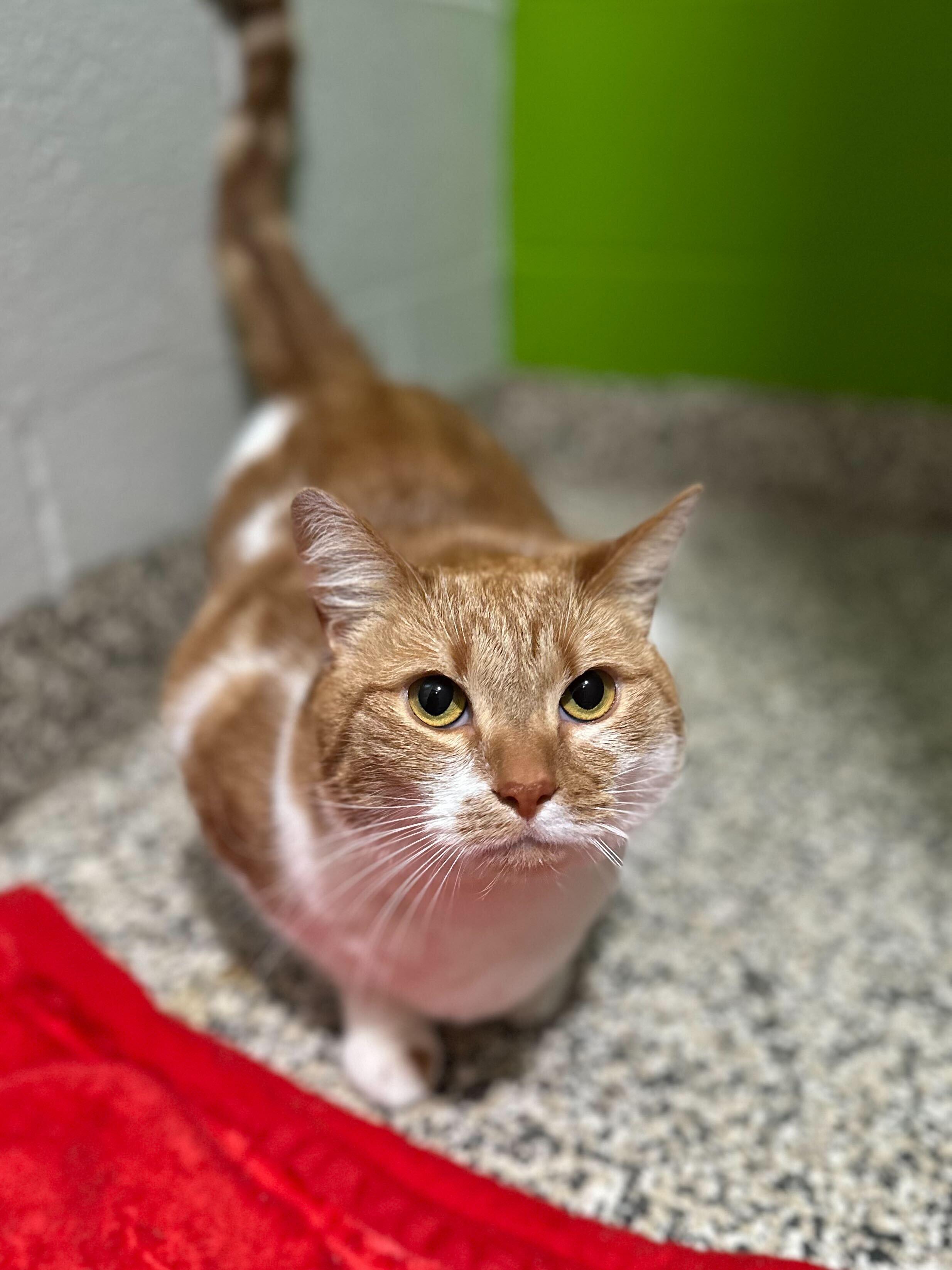 Mimosa, adoptable, Adult Female Domestic Short Hair.