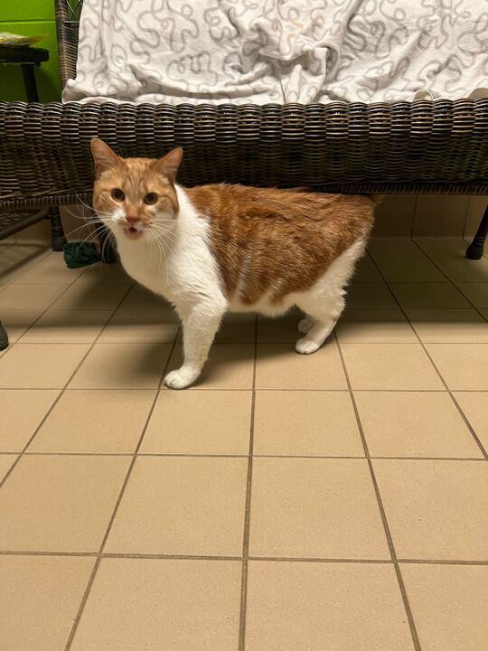 Mimosa, ADOPTABLE, Adult Female Domestic Short Hair.