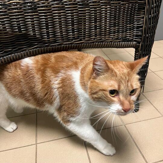 Enlarge Mimosa, a ADOPTABLE Domestic Short Hair in Jackson, MI image 2/6