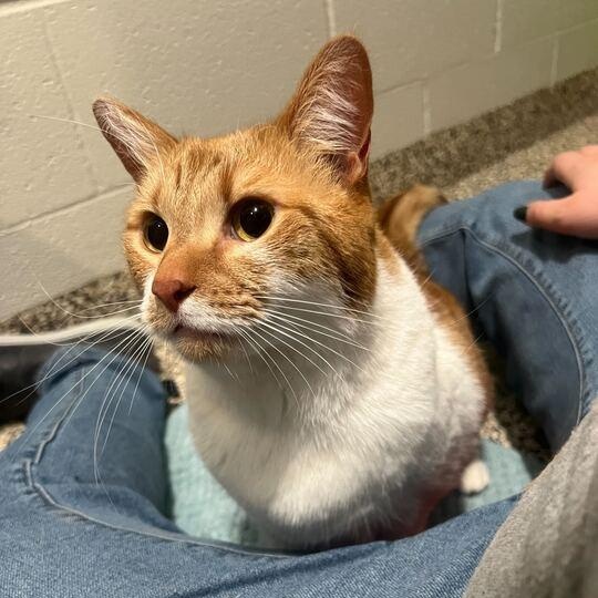 Enlarge Mimosa, a ADOPTABLE Domestic Short Hair in Jackson, MI image 3/6