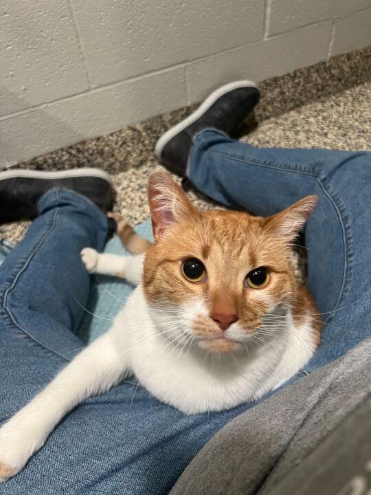 Enlarge Mimosa, a ADOPTABLE Domestic Short Hair in Jackson, MI image 4/6