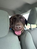 Enlarge Moose, a ADOPTABLE Labrador Retriever in Harrisonville, MO image 1/1