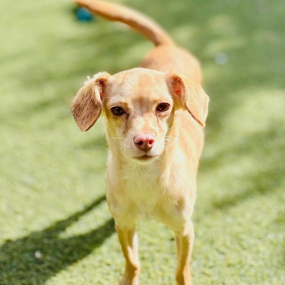 Enlarge Kari Jo, an adopted mixed breed in Beverly Hills, CA image 1/1