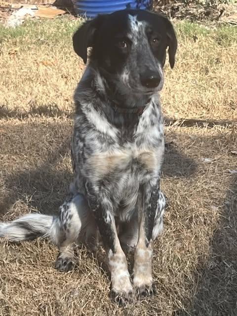 Enlarge Scarlett, a Adoptable mixed breed in Austin , TX image 3/6