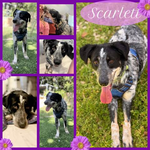 Scarlett, Adoptable, Puppy Female Border Collie & Great Pyrenees.