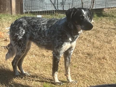 Enlarge Scarlett, a Adoptable mixed breed in Austin , TX image 5/6