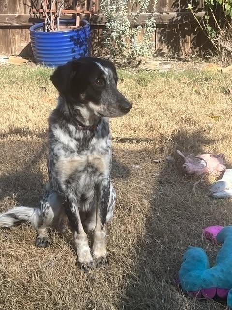 Enlarge Scarlett, a Adoptable mixed breed in Austin , TX image 6/6