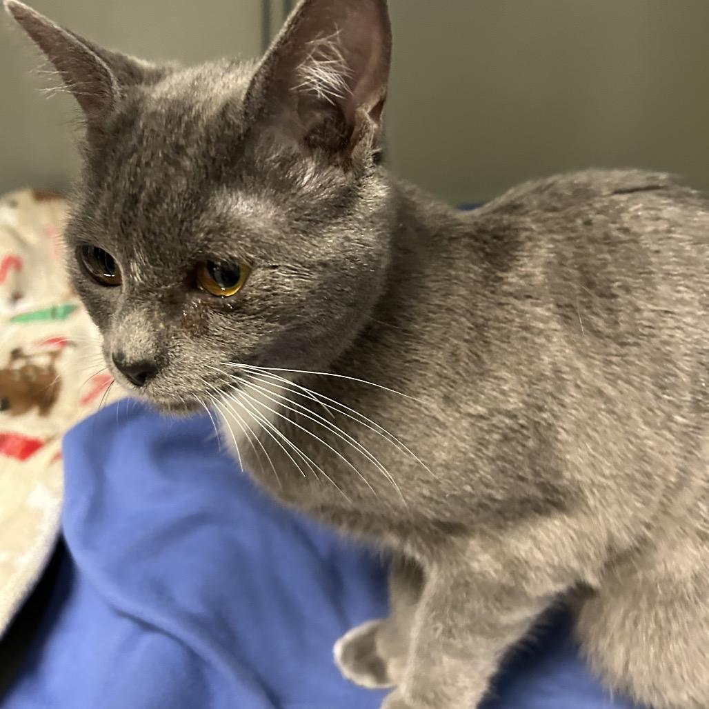 Enlarge Stray A64490 1/9/26 "Car Wash", a Adoptable Domestic Short Hair in Keizer, OR image 1/1