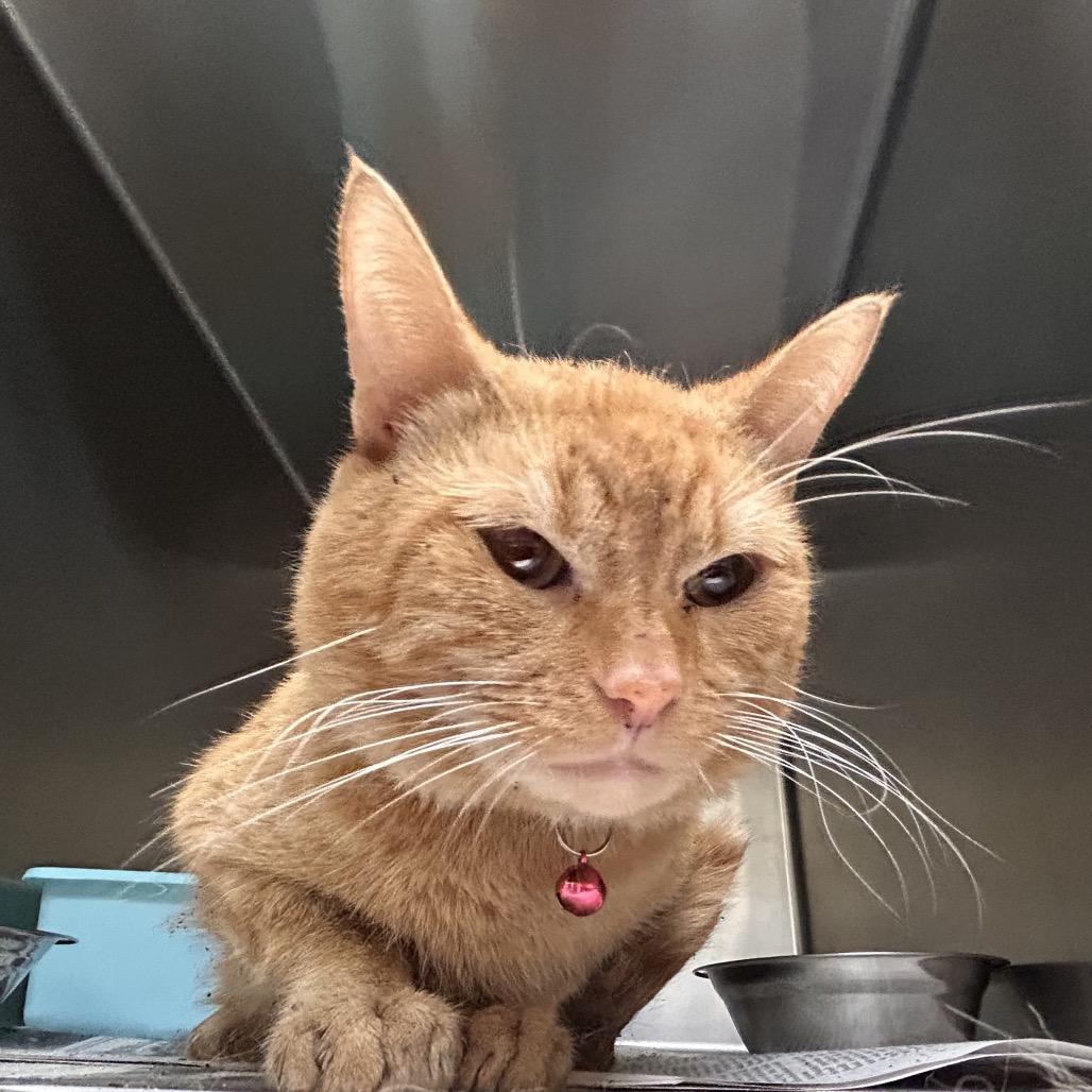 Toulouse, Adoptable, Adult Male Domestic Short Hair.