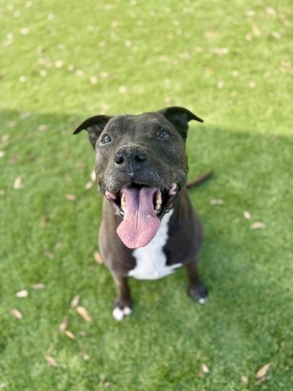 Chace - 1, a Adoptable mixed breed in Daytona Beach, FL image 2/2