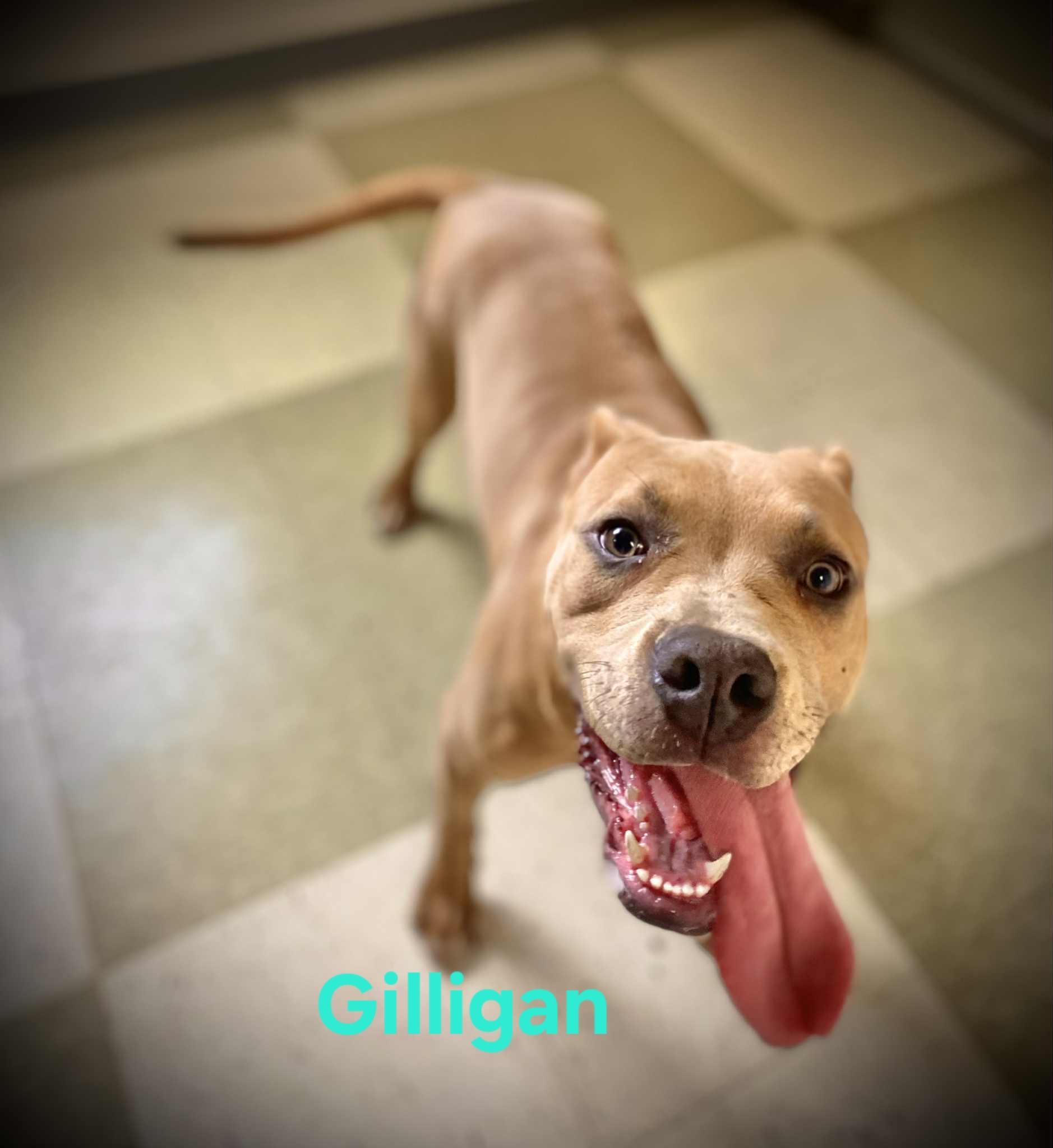 Enlarge Gilligan, a Adopted mixed breed in Coldwater, MI image 1/1