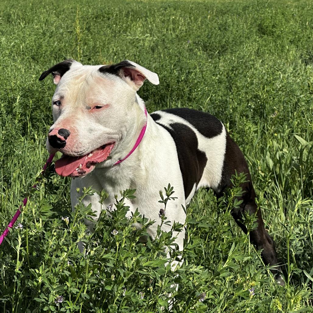 Enlarge Oreo, a Adoptable mixed breed in Pueblo West, CO image 4/6