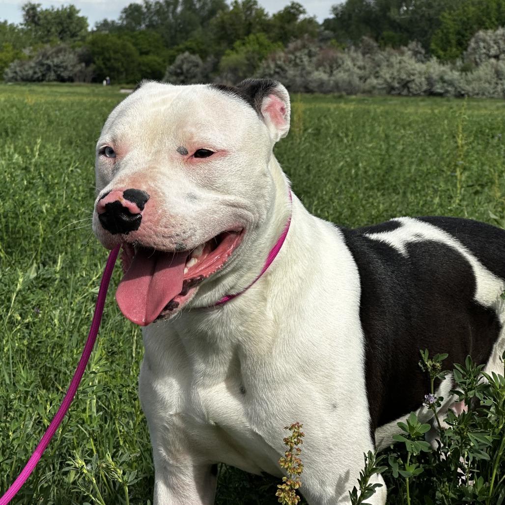 Enlarge Oreo, a Adoptable mixed breed in Pueblo West, CO image 5/6