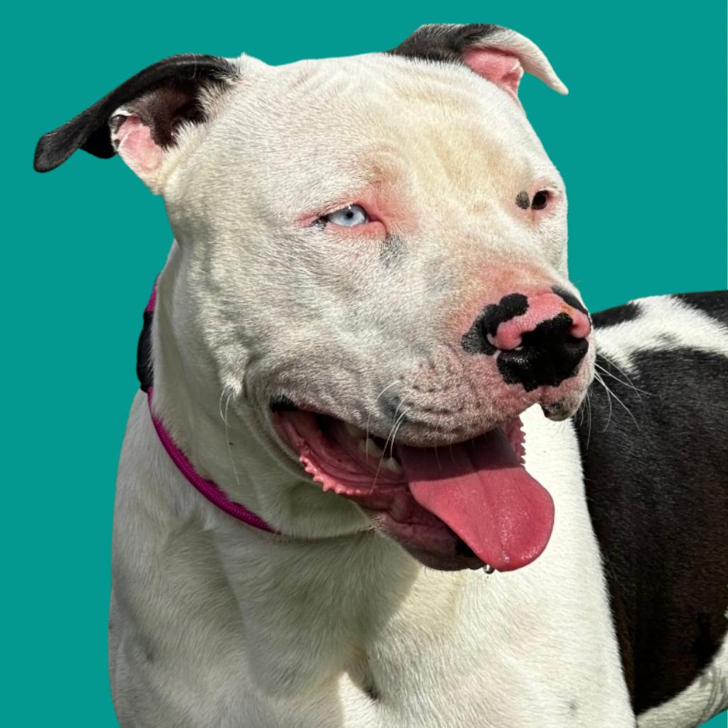 Enlarge Oreo, a Adoptable mixed breed in Pueblo West, CO image 1/6