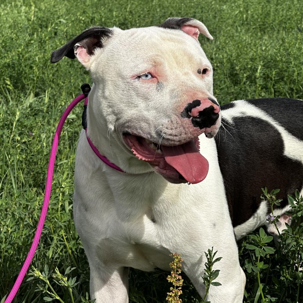 Oreo, Adoptable, Young Male Pit Bull Terrier & Mixed Breed.