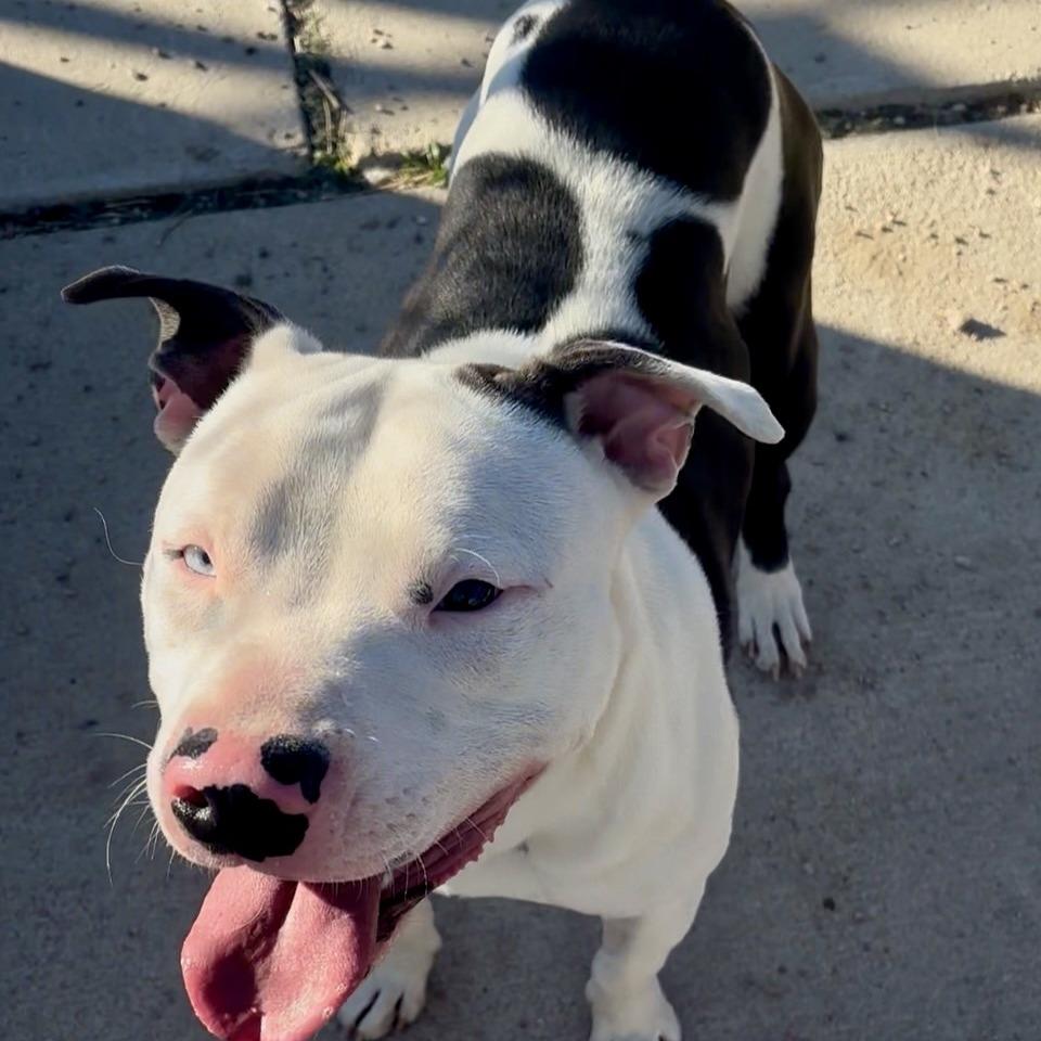 Oreo, Adoptable, Young Male Pit Bull Terrier & Mixed Breed.