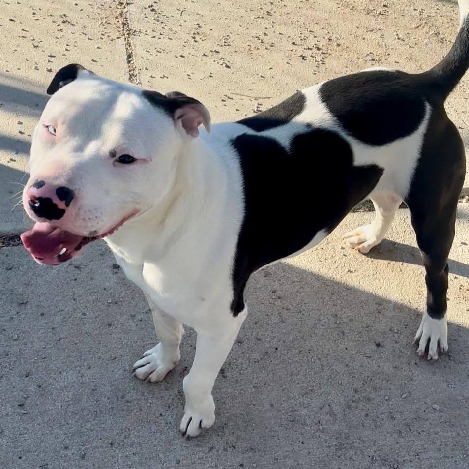 Oreo, a Adoptable mixed breed in Kim, CO image 2/5