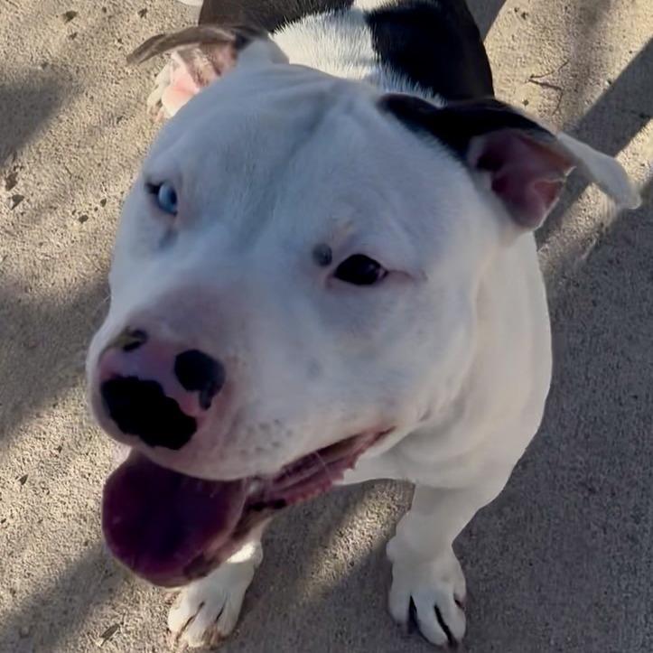 Oreo, a Adoptable mixed breed in Kim, CO image 3/5