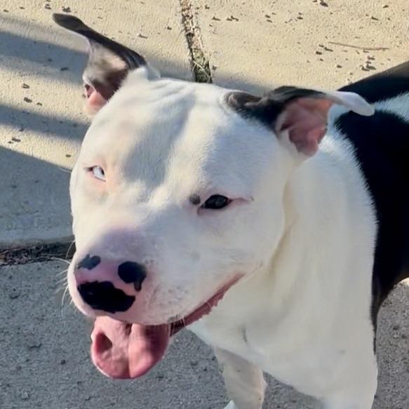 Oreo, a Adoptable mixed breed in Kim, CO image 4/5
