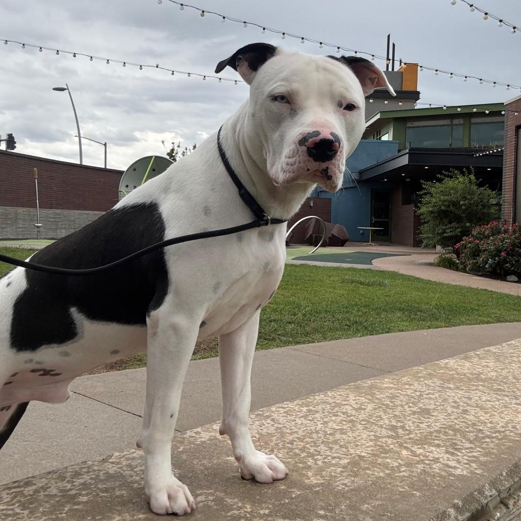 Enlarge Oreo, a Adoptable mixed breed in Pueblo West, CO image 3/6