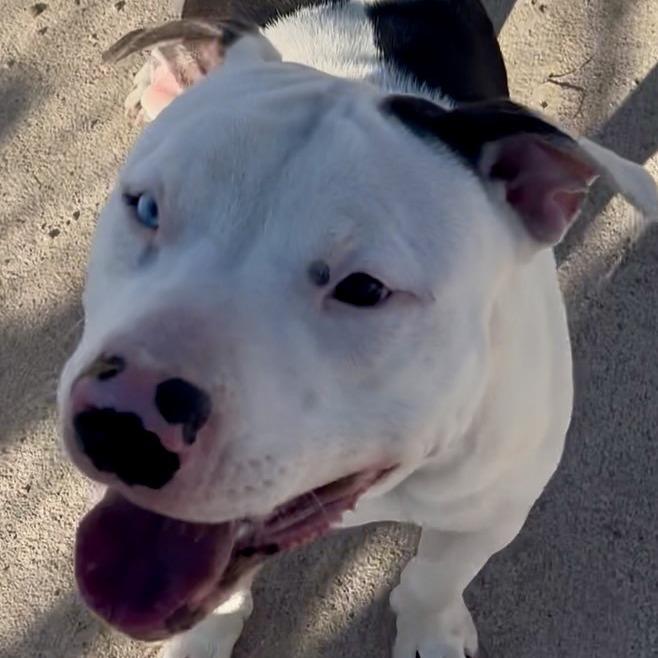 Oreo, a Adoptable mixed breed in Kim, CO image 5/5