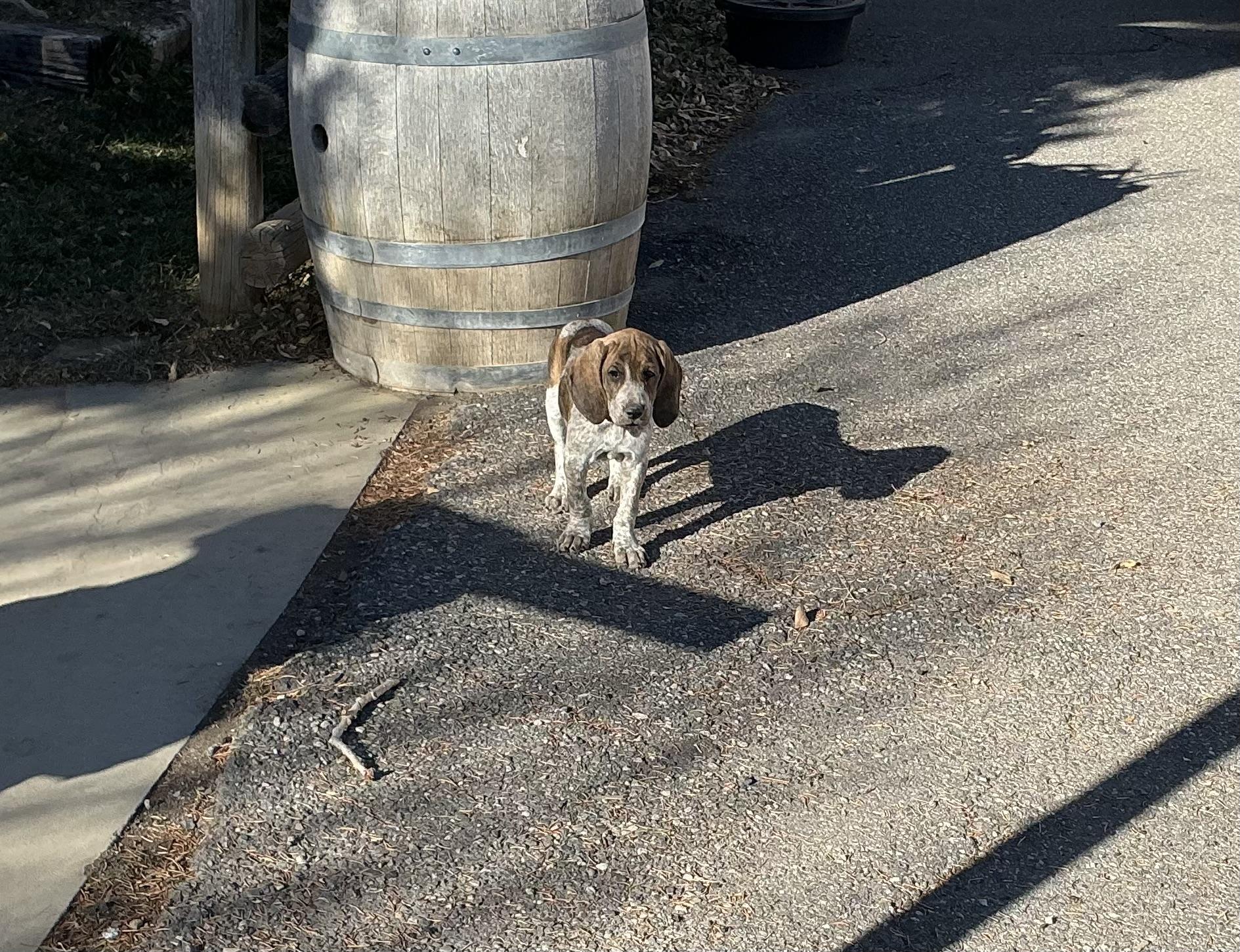 Sweet Pea, adopted, Puppy Female Plott Hound.