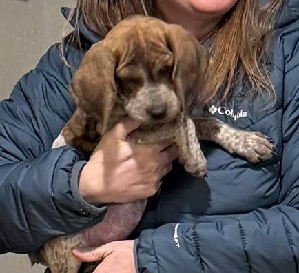 Sweet Pea, Adoptable, Puppy Female Plott Hound.