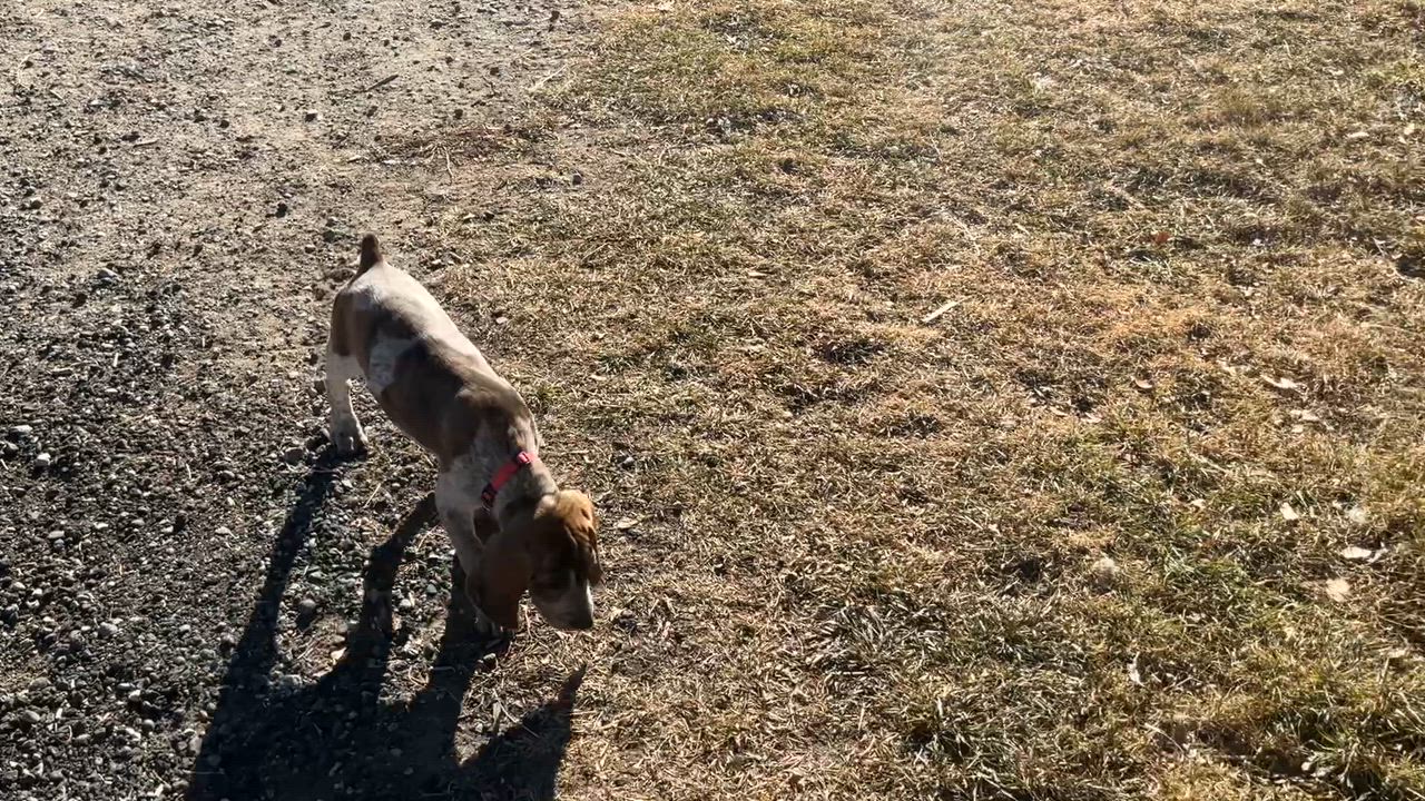 Enlarge Sweet Pea, a Adoptable mixed breed in Dubois, WY video 5/5