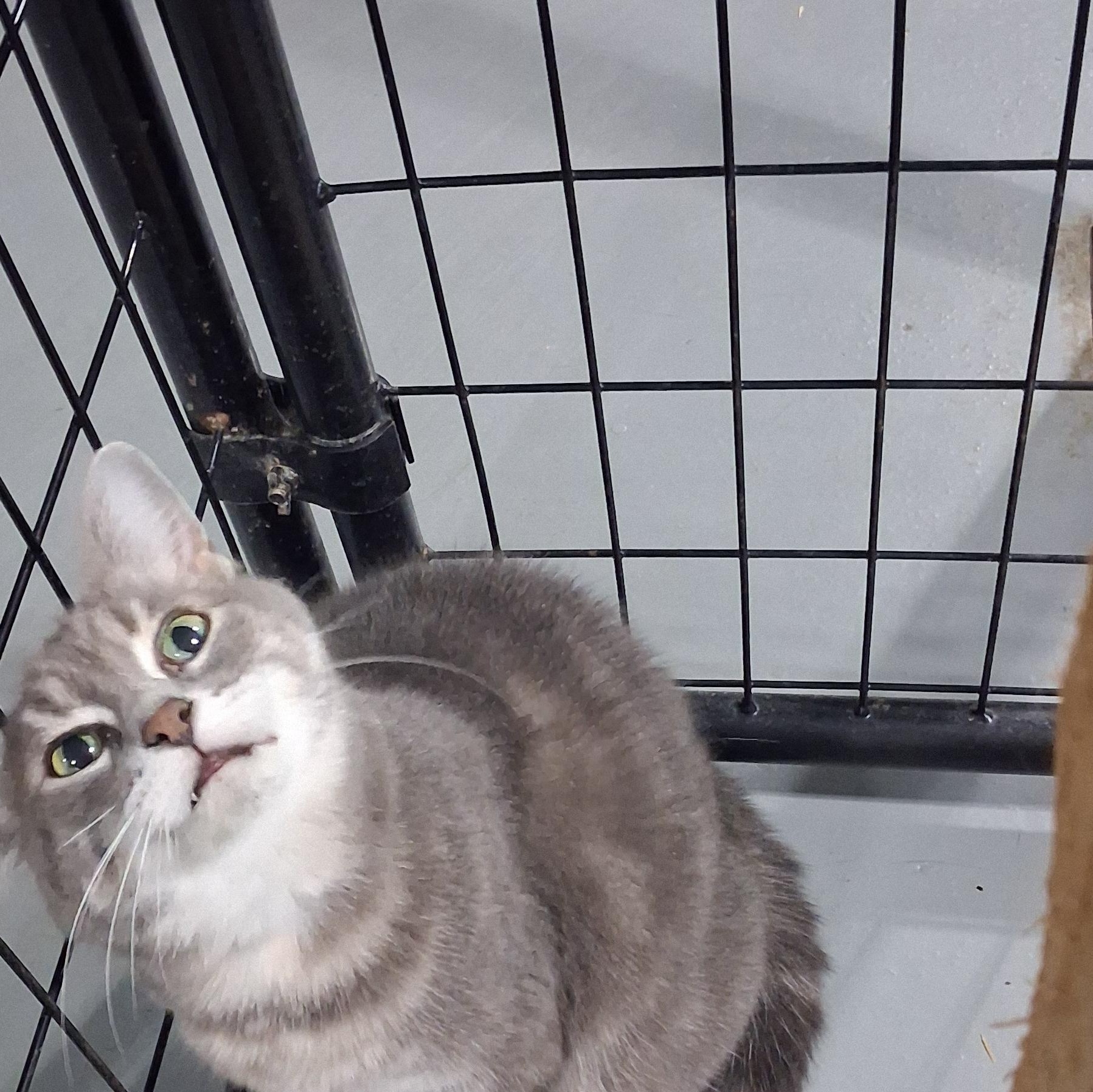 Enlarge Clair Bear, a Adoptable American Shorthair in Iowa Falls, IA image 4/4