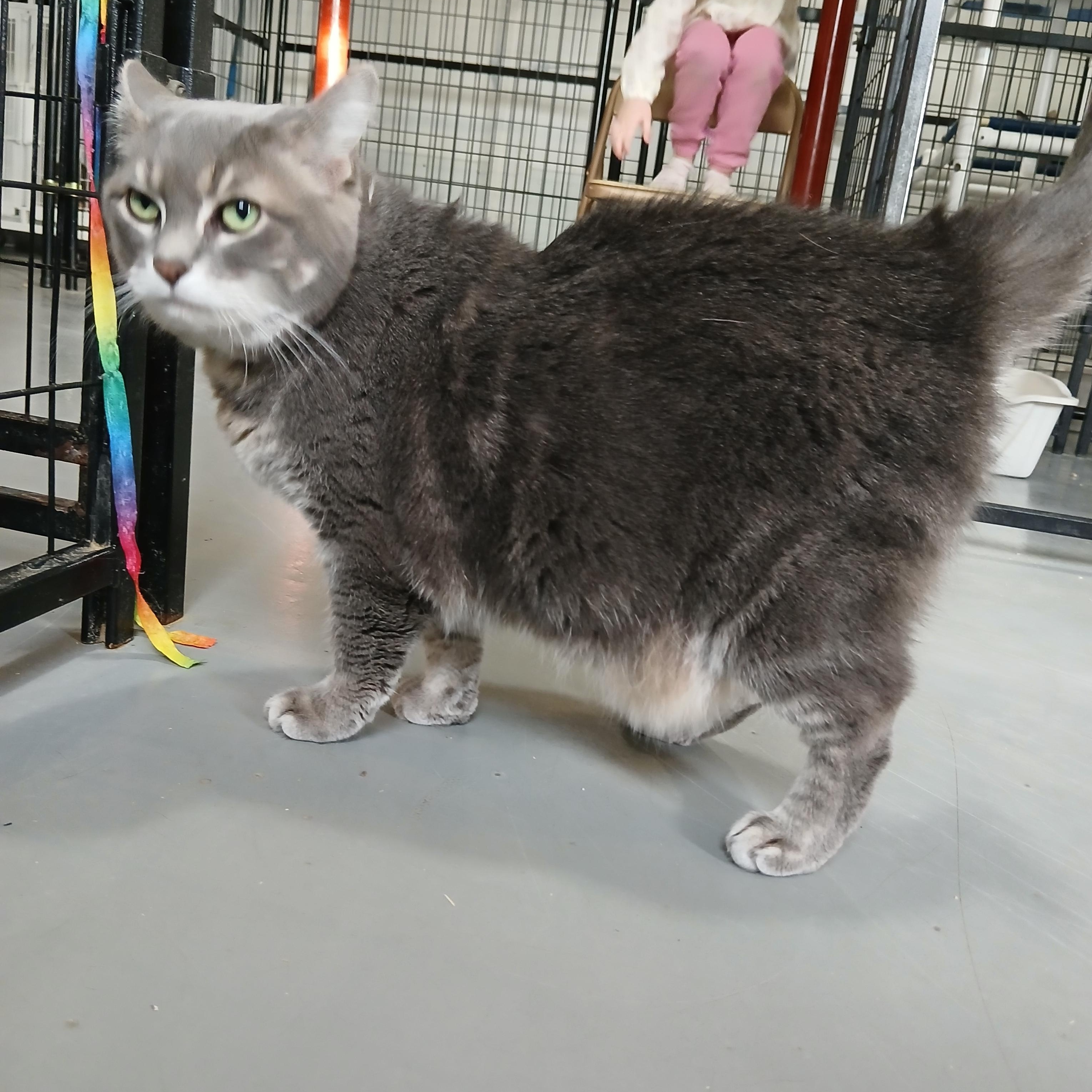 Clair Bear, ADOPTABLE, Senior Female American Shorthair.