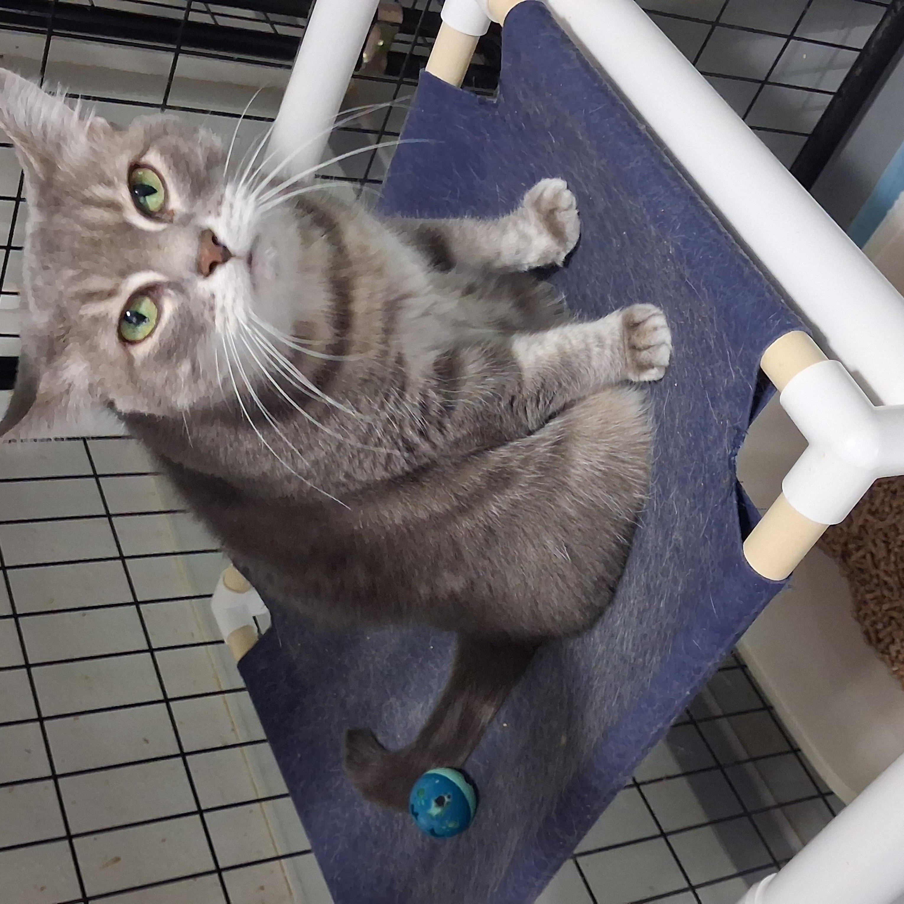 Enlarge Clair Bear, a Adoptable American Shorthair in Iowa Falls, IA image 2/4