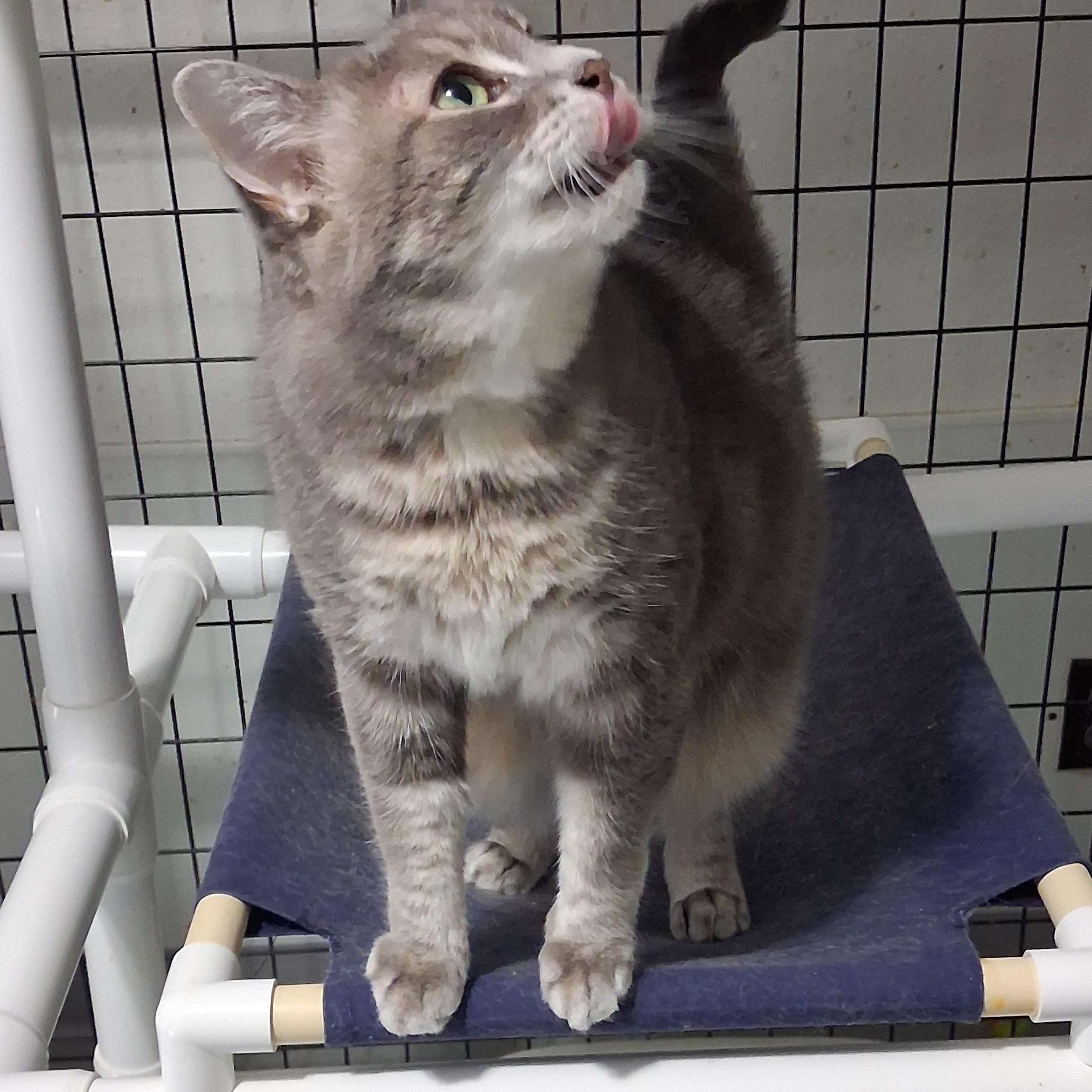 Enlarge Clair Bear, a Adoptable American Shorthair in Iowa Falls, IA image 3/4