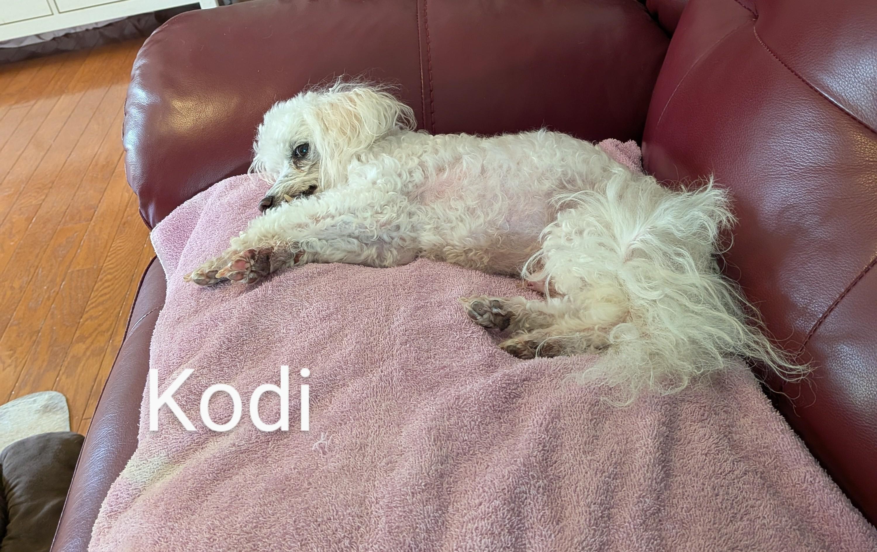 Kodi - 892 1