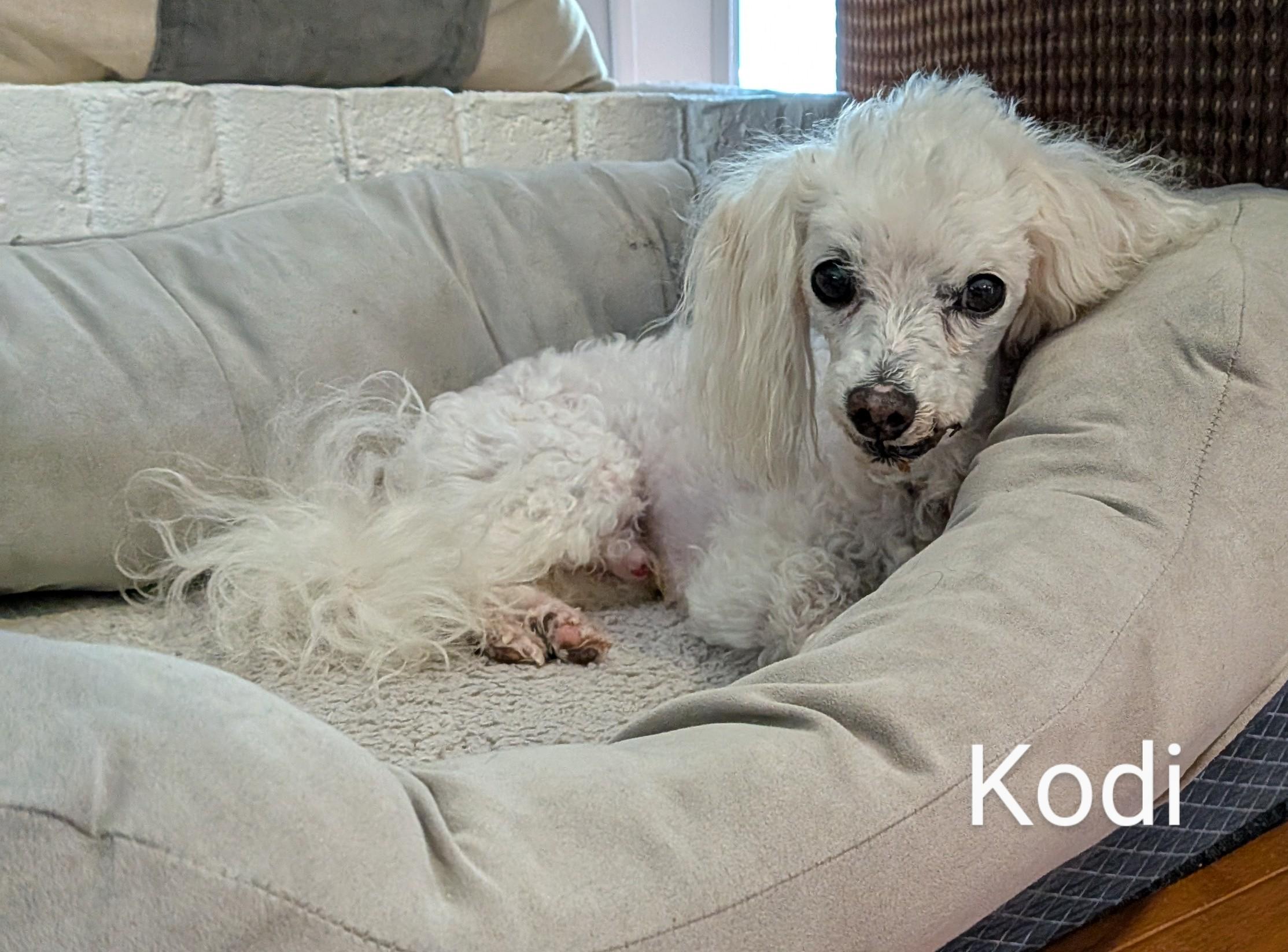 Enlarge Kodi - 892, an adoptable Maltipoo in Dallas, TX image 1/5