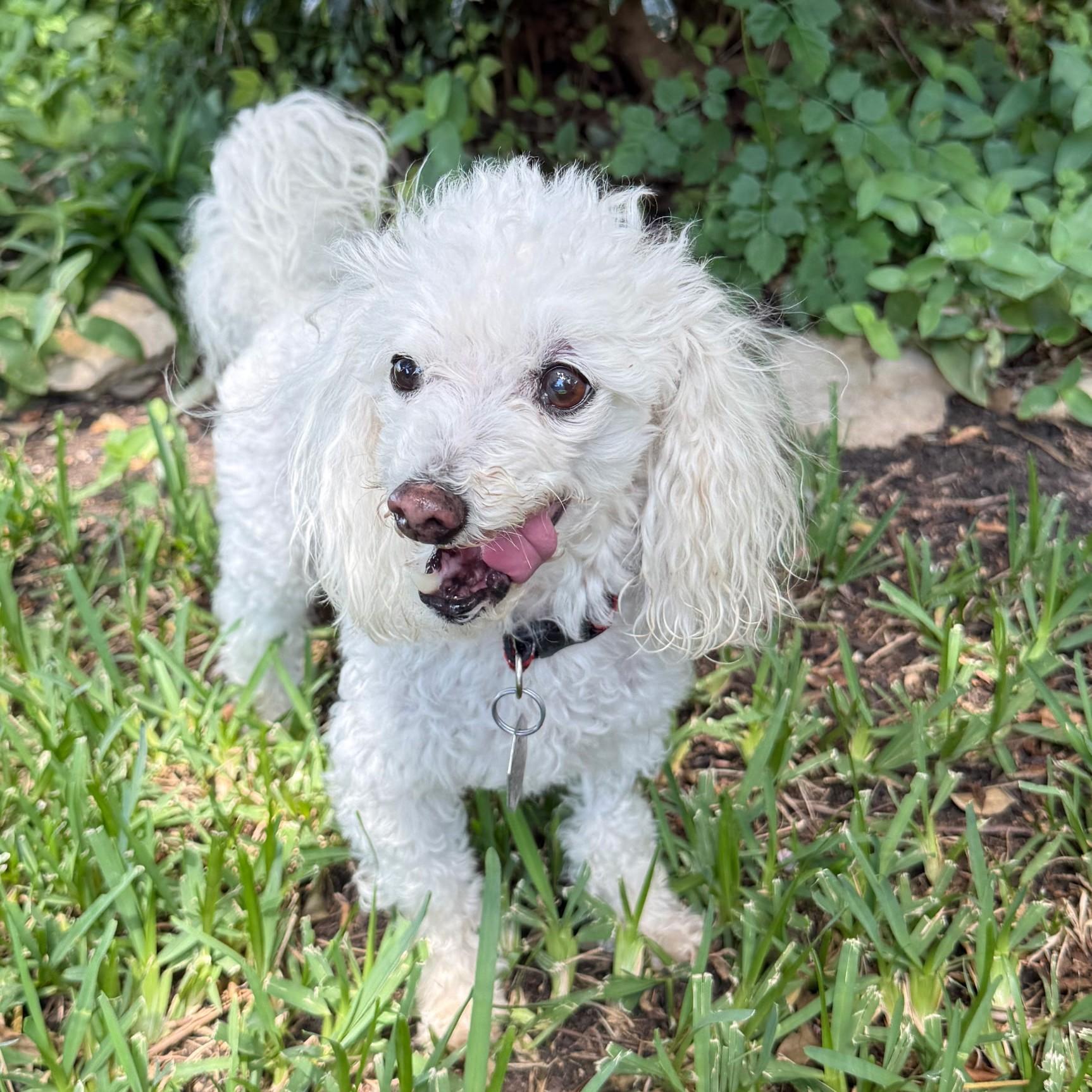 Enlarge Kodi - 892, an adoptable Maltipoo in Dallas, TX image 2/5