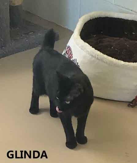 Glinda is a 2 year old who came to the shelter with kittens and she is ready to find her