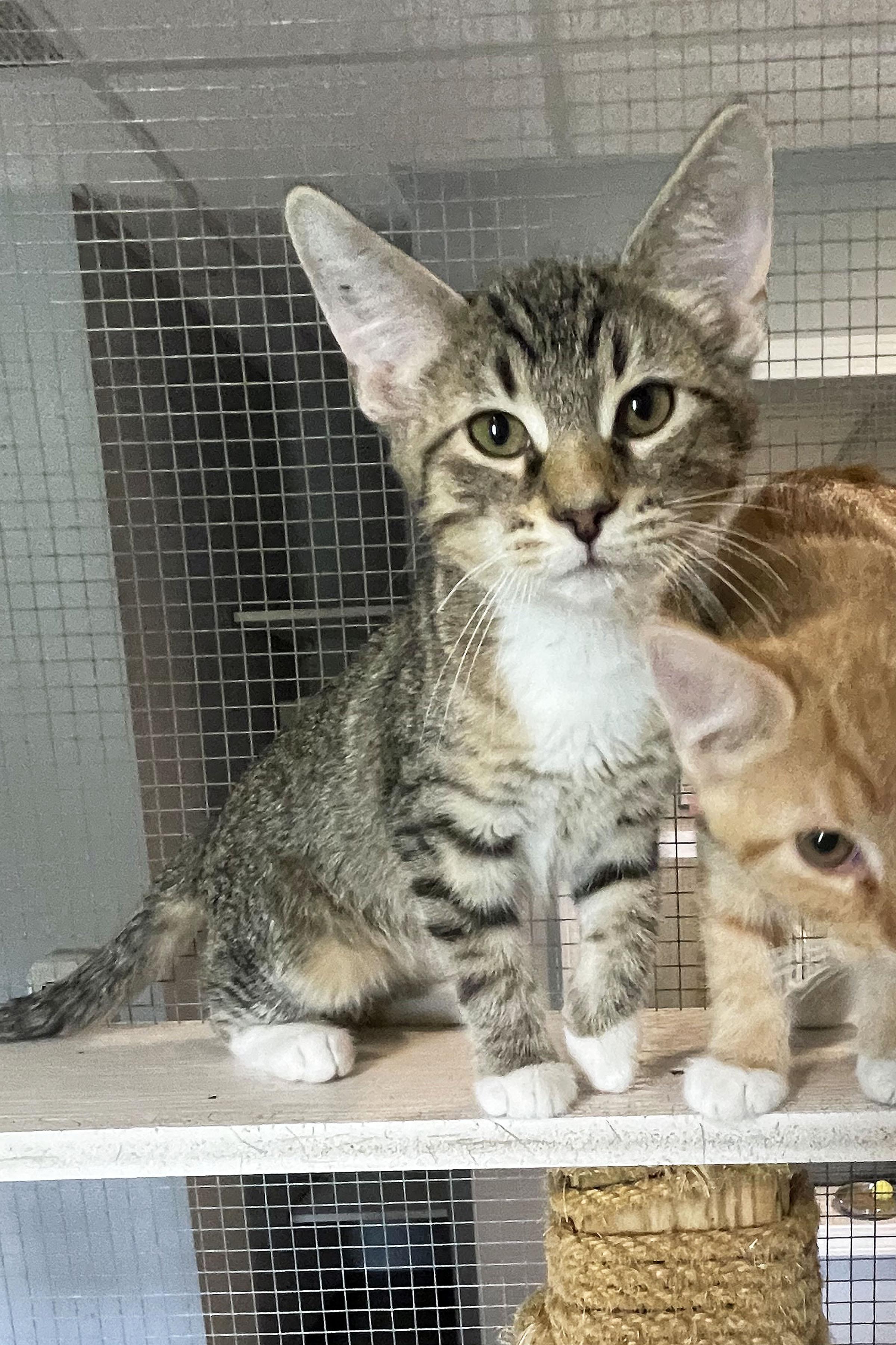 Otter, adopted, Kitten Male Domestic Short Hair.